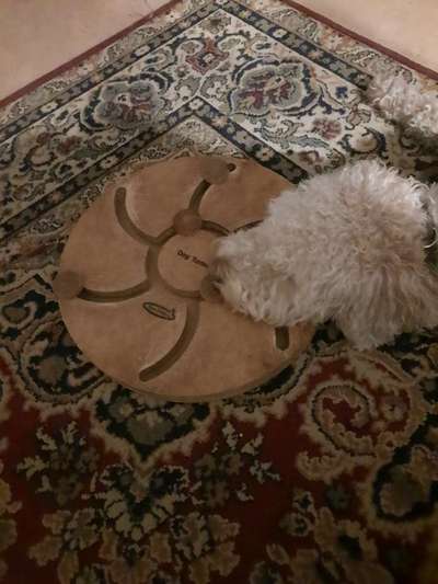 20. Collagen Challenge - "Lustige Schnappschüsse"-Beitrag-Bild