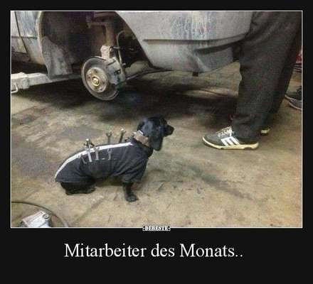 Hunde Memes-Beitrag-Bild