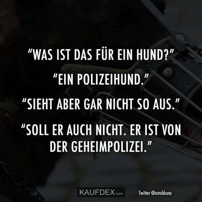 Hunde Memes-Beitrag-Bild