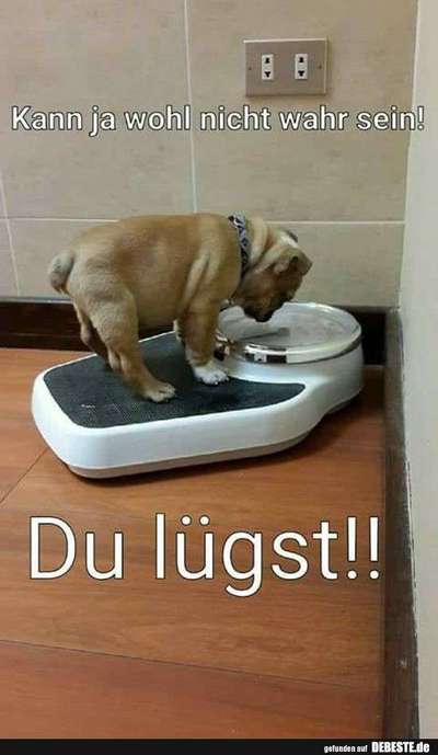 Hunde Memes-Beitrag-Bild