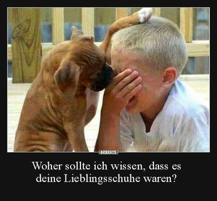Hunde Memes-Beitrag-Bild