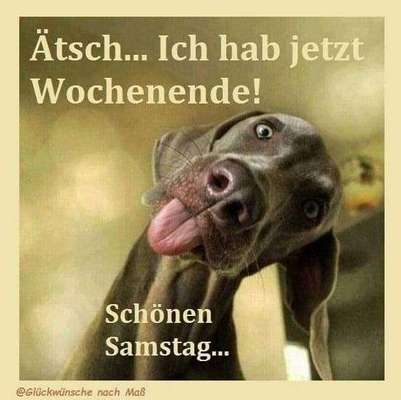 Hunde Memes-Beitrag-Bild