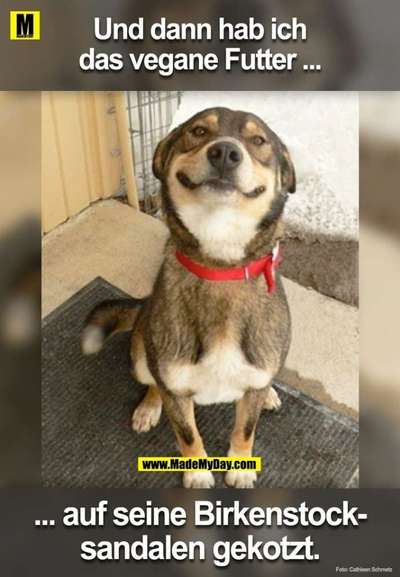 Hunde Memes-Beitrag-Bild