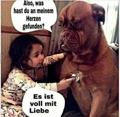 Hunde Memes-Beitrag-Bild