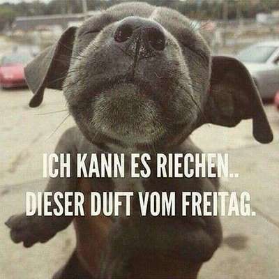 Hunde Memes-Beitrag-Bild