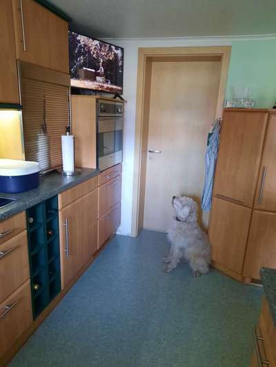 Dogorama Photo Challenge - Wir schauen fern (TV)-Beitrag-Bild