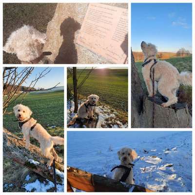 31. Collagen Challenge - Bänke/ Steine /Baumstümpfe-Beitrag-Bild