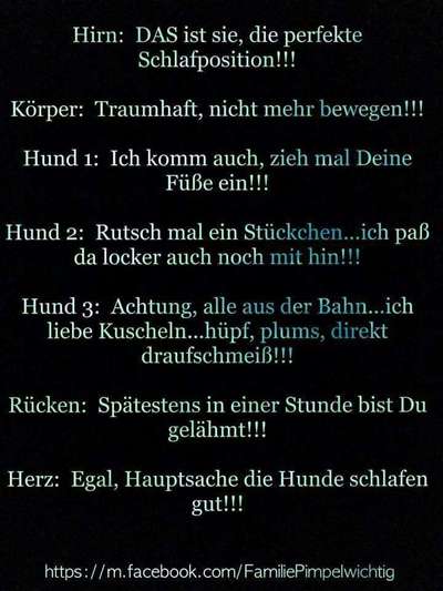 Hunde Memes-Beitrag-Bild