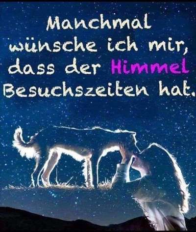 Unsere Fellnasen im Regenbogenland-Beitrag-Bild