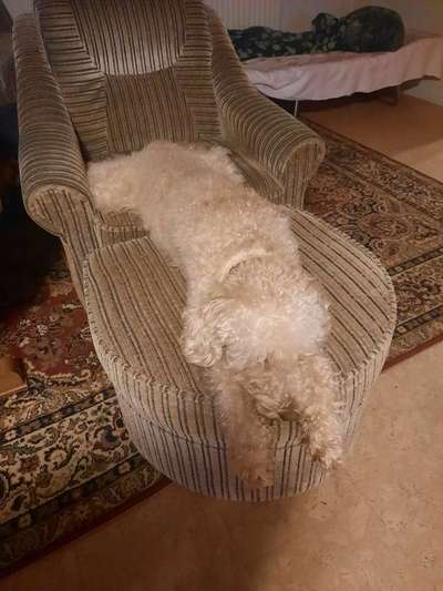 Fotochallenge NR. 123     -Karneval der Tiere--Beitrag-Bild