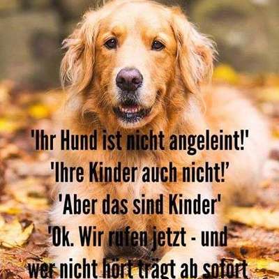 Hunde Memes-Beitrag-Bild
