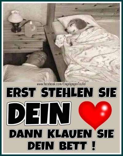 Hunde Memes-Beitrag-Bild