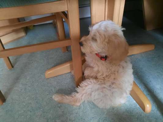 32. Handy Fotochallenge - Dein Hund im Land der Träume-Beitrag-Bild