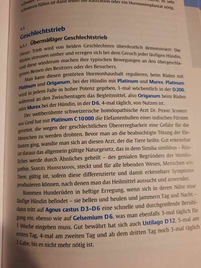 Liebeskranker Rüde-Beitrag-Bild