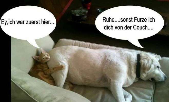 Hunde Memes-Beitrag-Bild