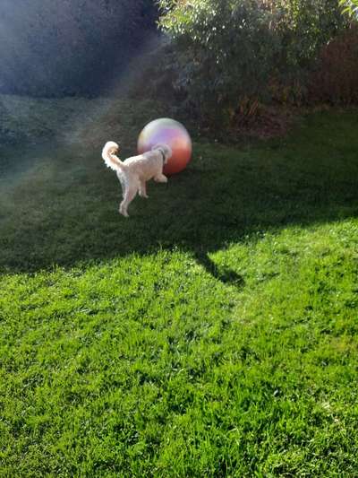 138. Fotochallenge 

(M)Ein Ball und ich-Beitrag-Bild