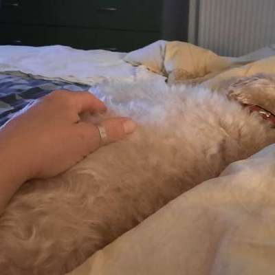 Darf der Hund bei Euch im Bett schlafen?-Beitrag-Bild