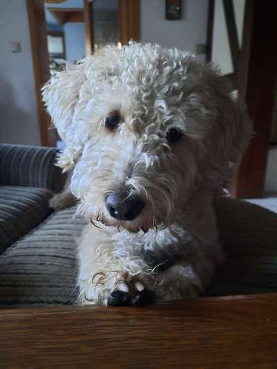 Dogorama Photo Challenge - Portrait-Beitrag-Bild