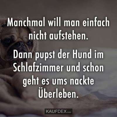 Hunde Memes-Beitrag-Bild