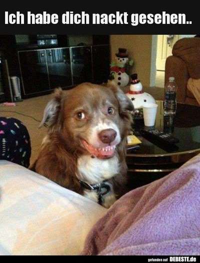 Hunde Memes-Beitrag-Bild