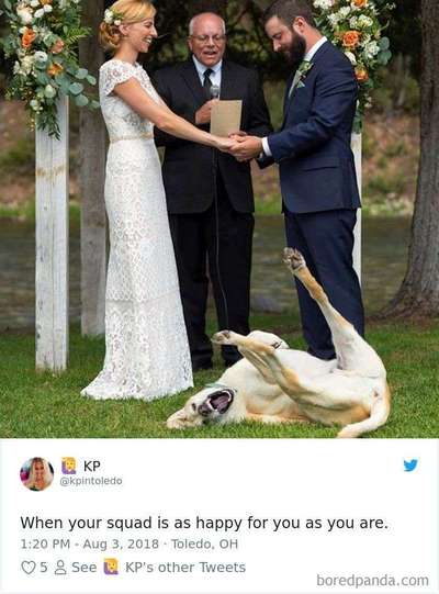 Hunde Memes-Beitrag-Bild