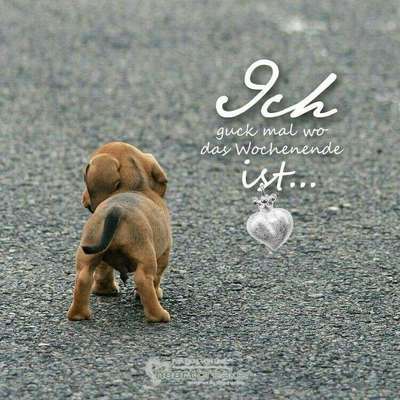 Hunde Memes-Beitrag-Bild