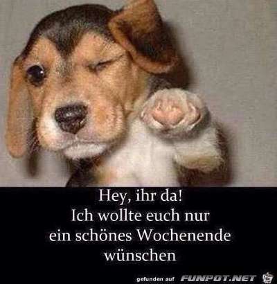Hunde Memes-Beitrag-Bild