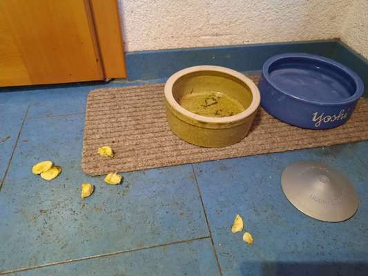 Zeigt her Eure Futternäpfe-Beitrag-Bild