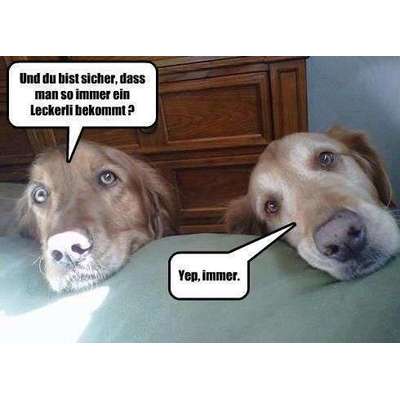 Hunde Memes-Beitrag-Bild