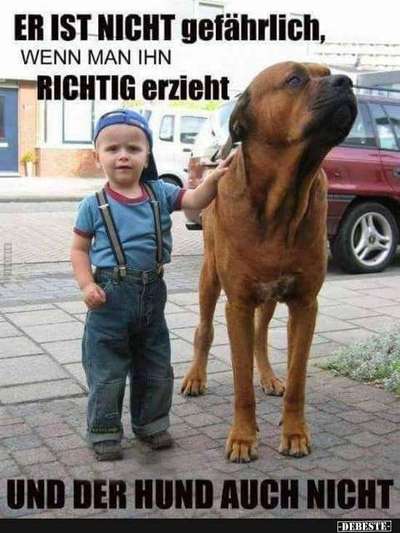 Hunde Memes-Beitrag-Bild