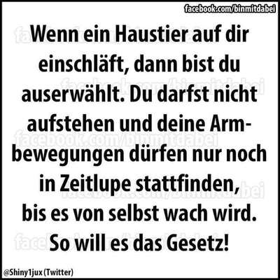 Hunde Memes-Beitrag-Bild