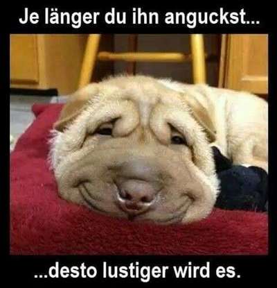 Hunde Memes-Beitrag-Bild