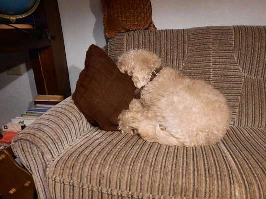 Dogorama Photo Challenge - Fail/Outtakes-Beitrag-Bild