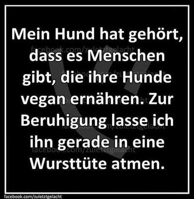 Hunde Memes-Beitrag-Bild