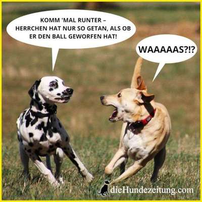 Hunde Memes-Beitrag-Bild