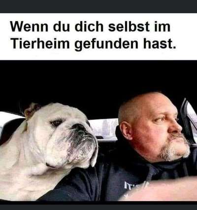 Hunde Memes-Beitrag-Bild