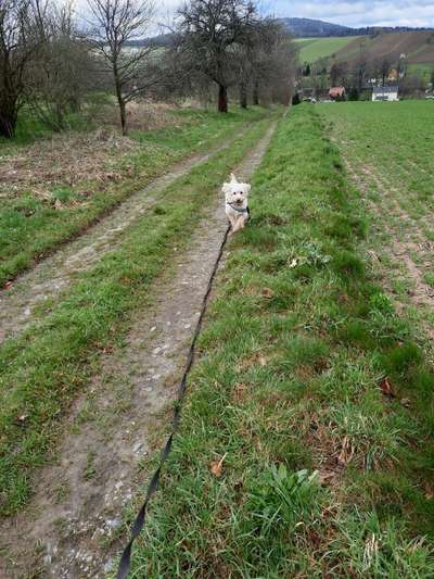 Dogorama Photo Challenge - an der Leine-Beitrag-Bild