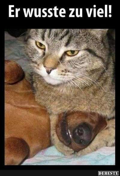 Hunde Memes-Beitrag-Bild