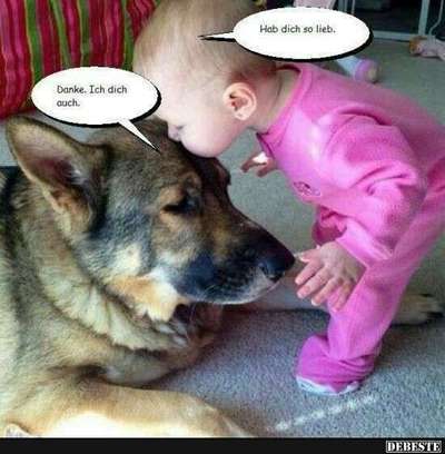 Hunde Memes-Beitrag-Bild