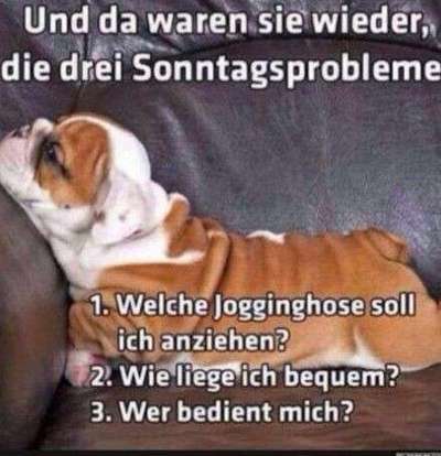 Hunde Memes-Beitrag-Bild