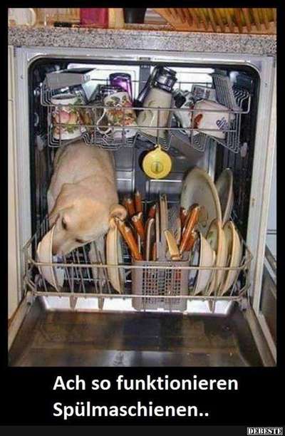 Hunde Memes-Beitrag-Bild