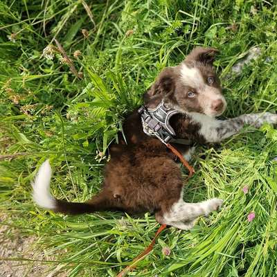 Hundetreffen-Welpentreffen