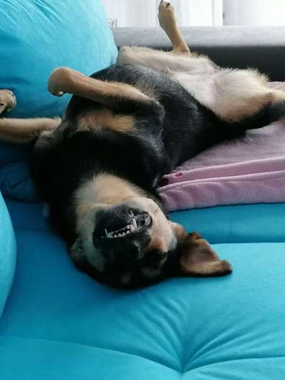 Lustigsten Grimassen von euren Hunden-Beitrag-Bild