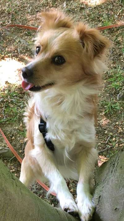 Dogorama Photo Challenge - Portrait-Beitrag-Bild