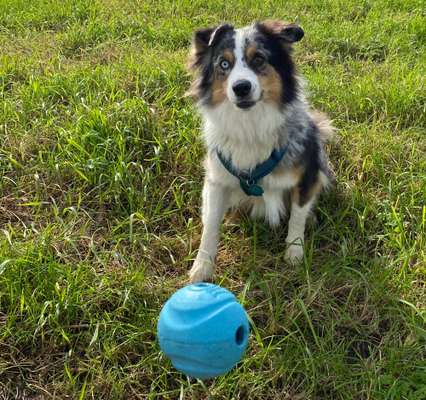 Dogorama Photo Challenge - Lieblingsspielzeug!-Beitrag-Bild