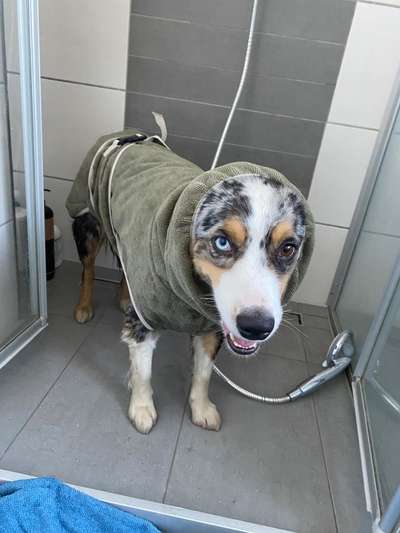 Dogorama Photo Challenge- genervter Blick-Beitrag-Bild