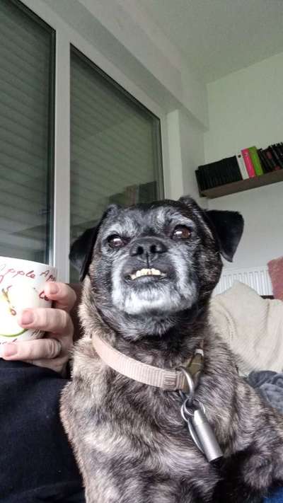 Mischlingshunde Foto Aufruf-Beitrag-Bild