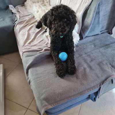 Hundetreffen-Gemeinsamer Spaziergang mit Spielrunde-Bild