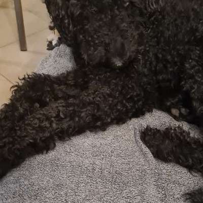 Hundetreffen-Pudel bzw. Doodletreffen-Bild