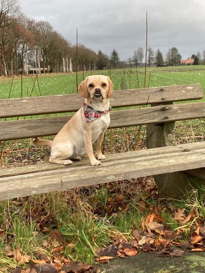 Puggle-Beitrag-Bild